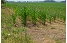 Property photo 8 - 51.5 Acres Offered in 5 tracts, 2 Farm Sites